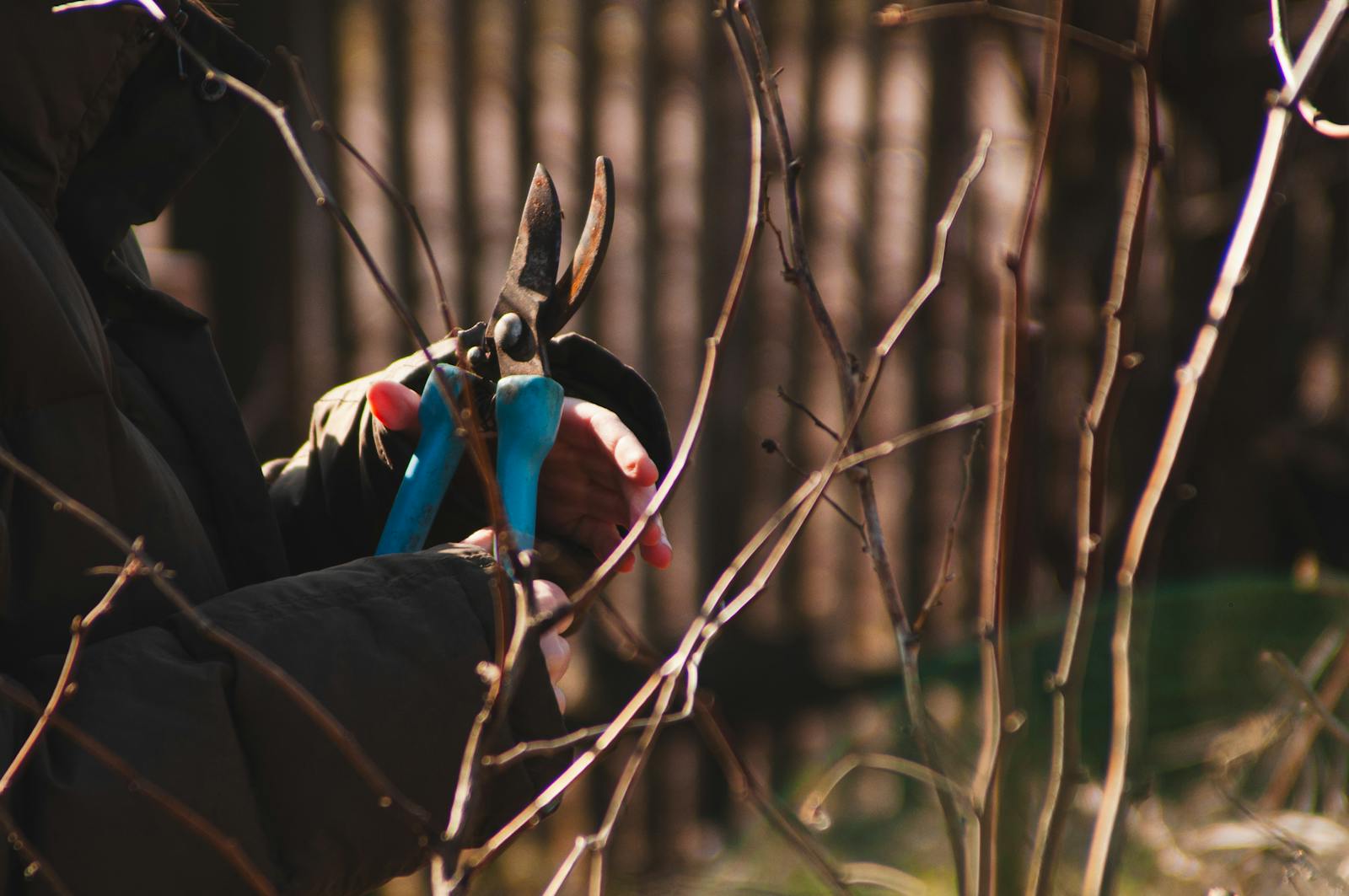 pruning roses backyard