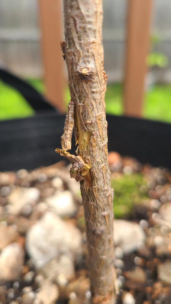 Squirrel Help