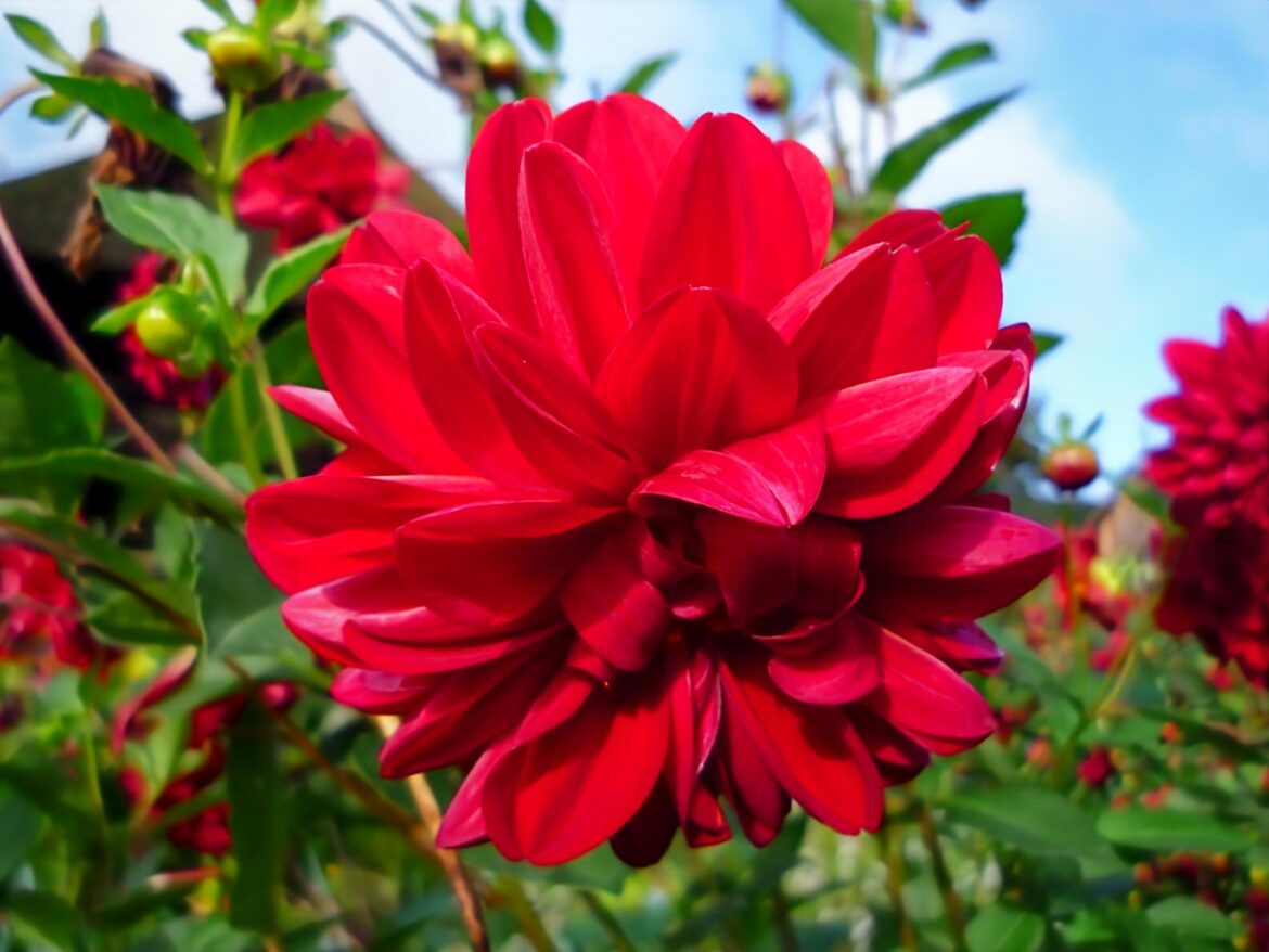 Dalia(Dahlia pinnata)[OC].