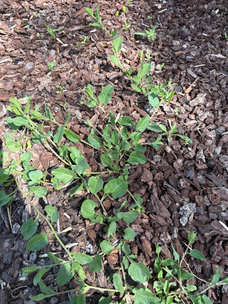 Weed or wildflower mix?