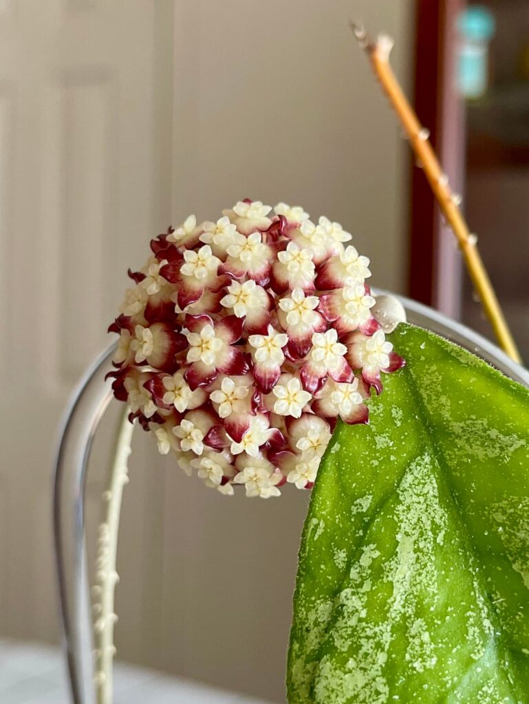 My second hoya to bloom for me!!! My second hoya to bloom for me!!!