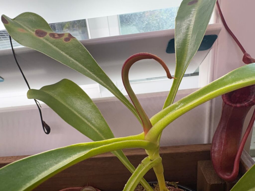 Is this bad growth? Nepenthes