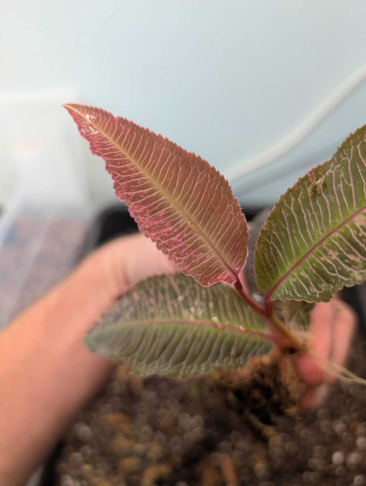 Variegated Labisia sp perlis