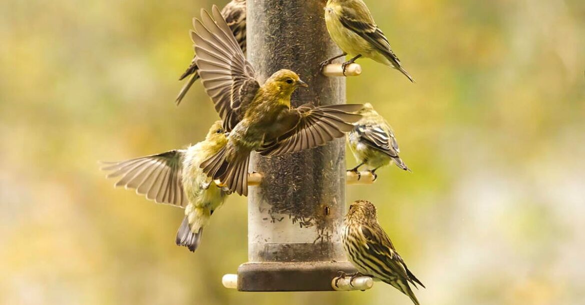 Public advised not to feed garden birds due to disease threat Public advised not to feed garden birds due to disease threat