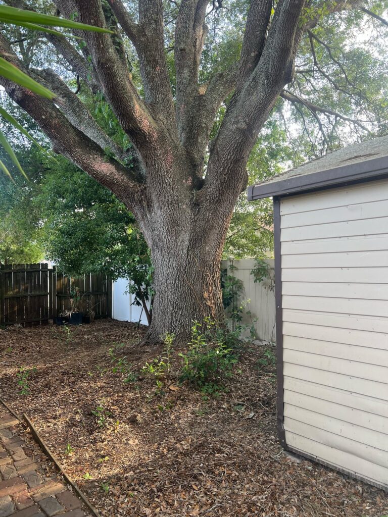 Purchased home with mature tree Purchased home with mature tree
