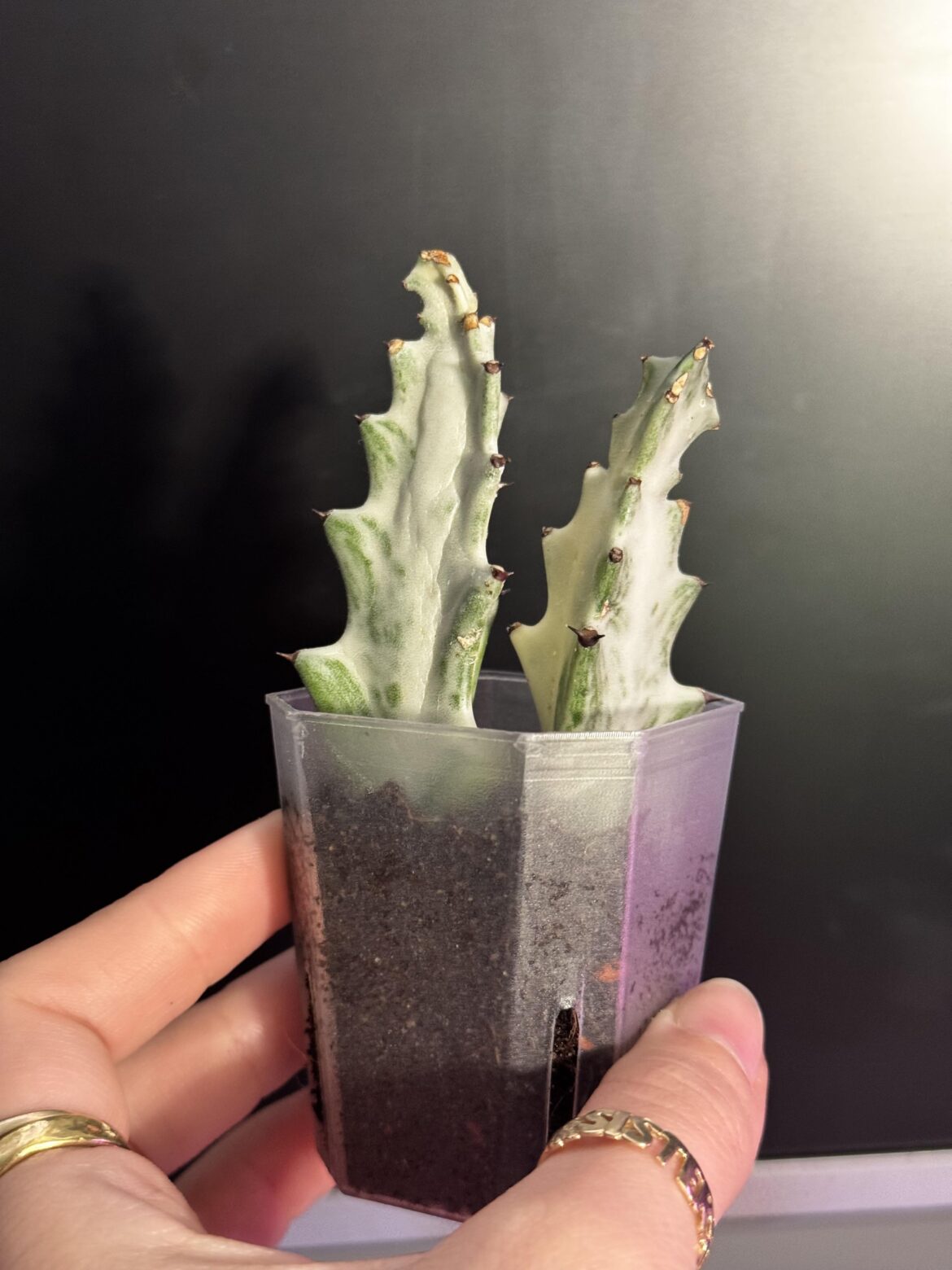 Tips please đź’š Tips please đź’š