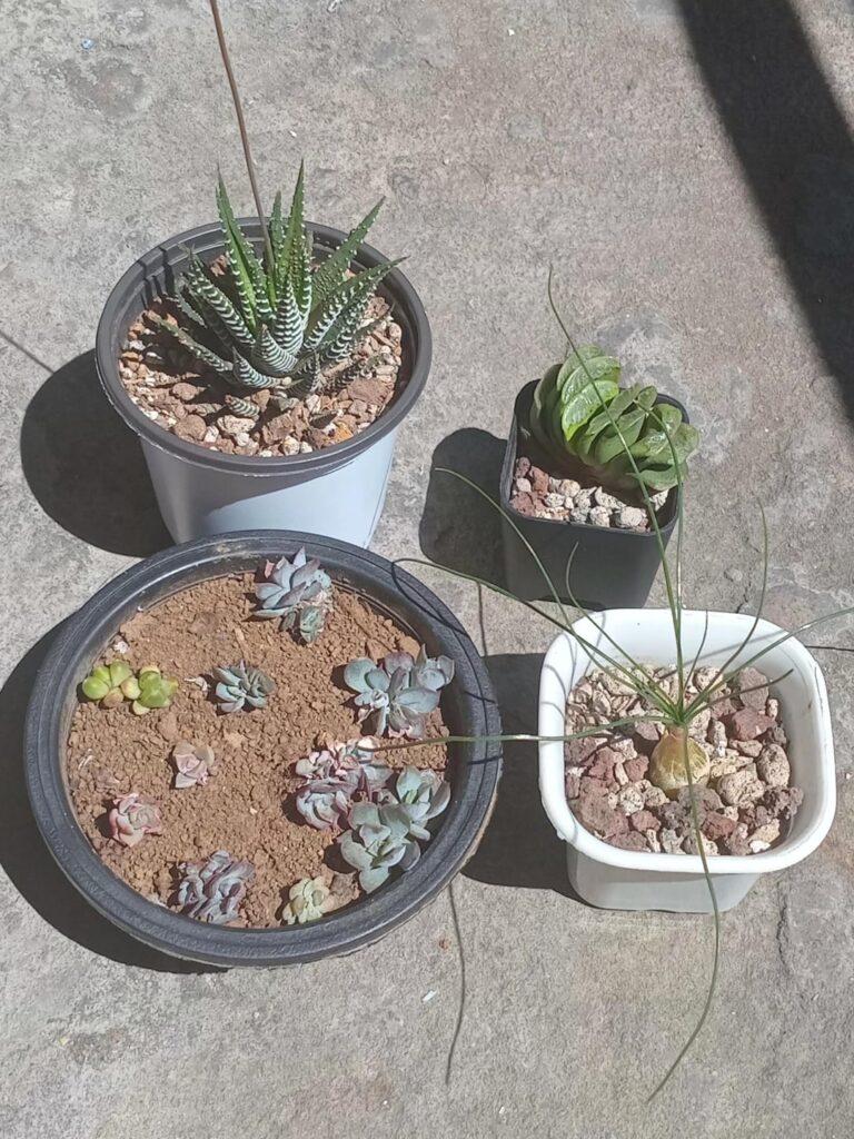 my babies