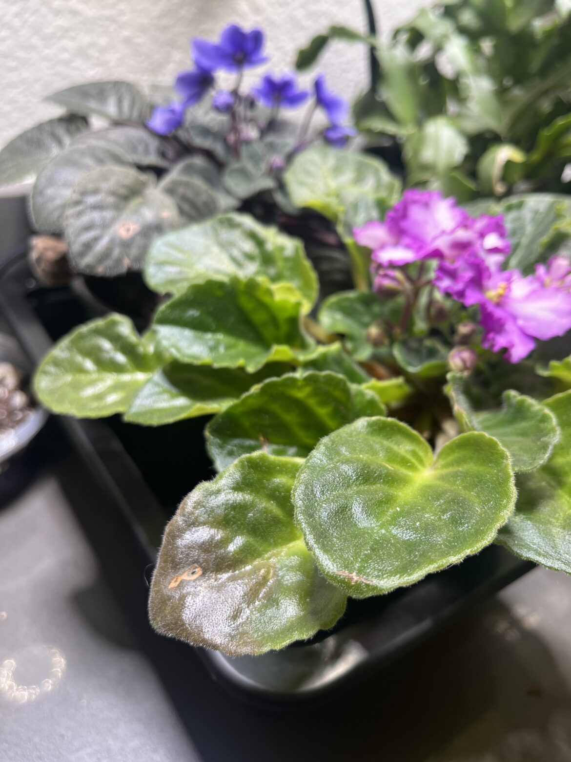 African violet seems pretty happy but keeps losing leaves like this.