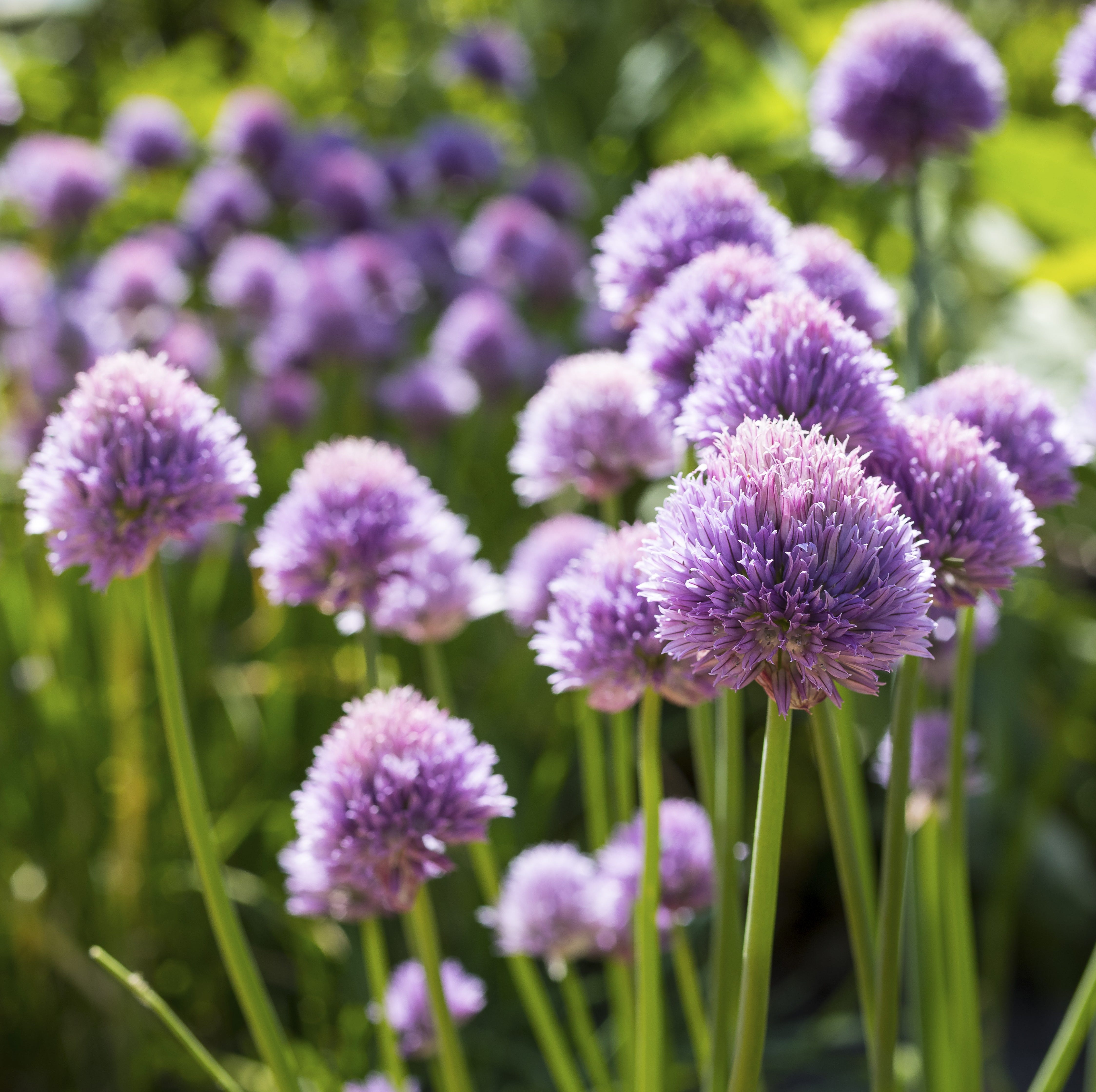 purple flowers of chives (allium schoenoprasum) in the garden