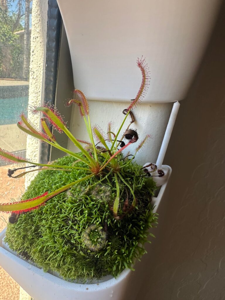 What kind of moss is this?
