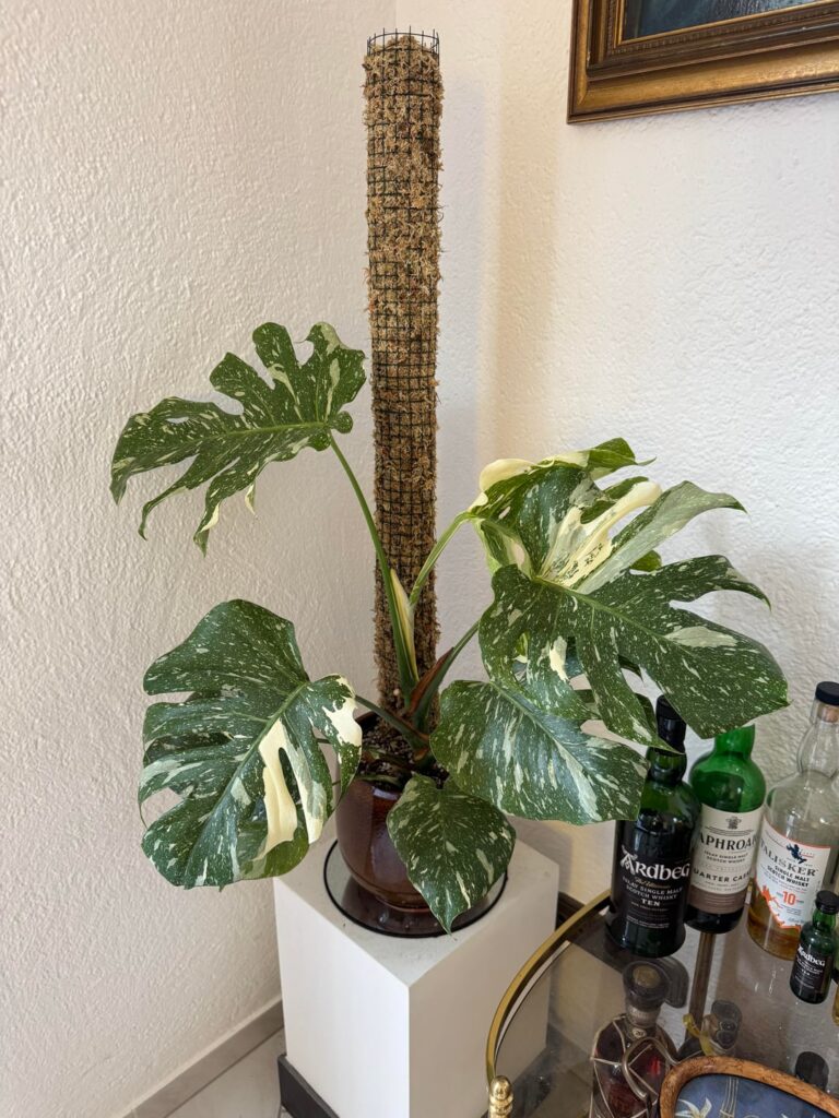 My first diy moss pole on my first Monstera Thai Constellation