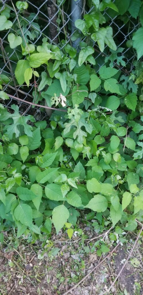 Is any of this poison ivy, oak, or sumac? Is any of this poison ivy, oak, or sumac?