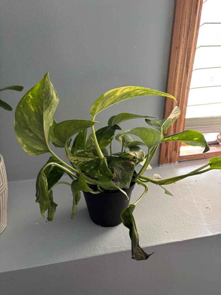 First golden pothos