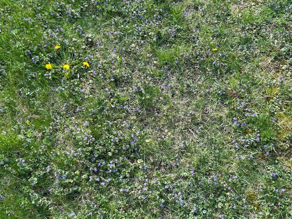 This was when My neighbor hasn’t mowed there lawn for a few weeks after being away from home.