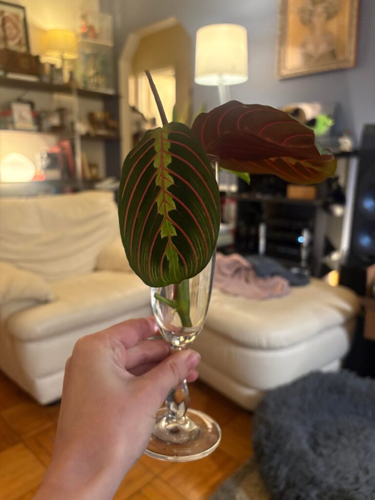 Cheers! First successful maranta Prop