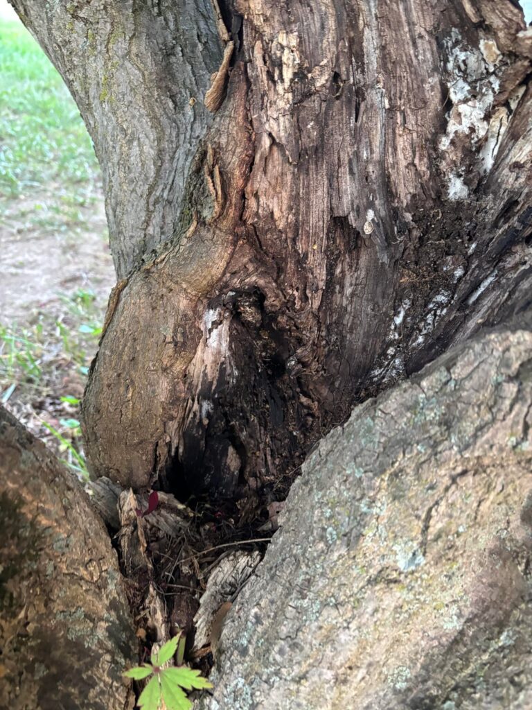 This Japanese Maple a goner?