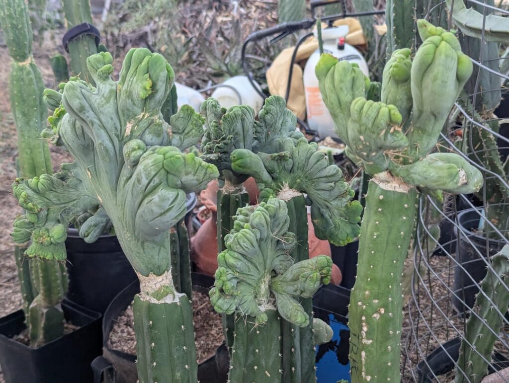 Trichocereus Bridgesii Crested Monstruose. Grafts, grafting and grafted on PC and on Harrisia Bonplantii