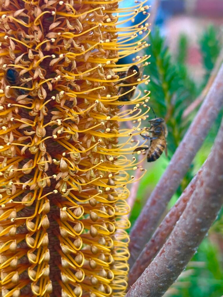 Banksia & bees
