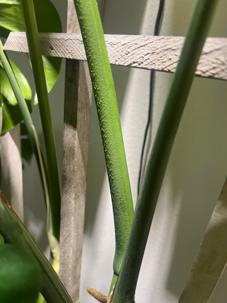 Weird bumps on new leaf