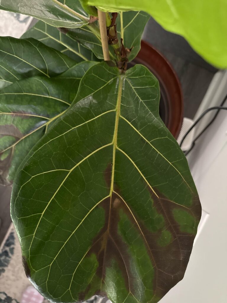 help brown/black color change to leaves