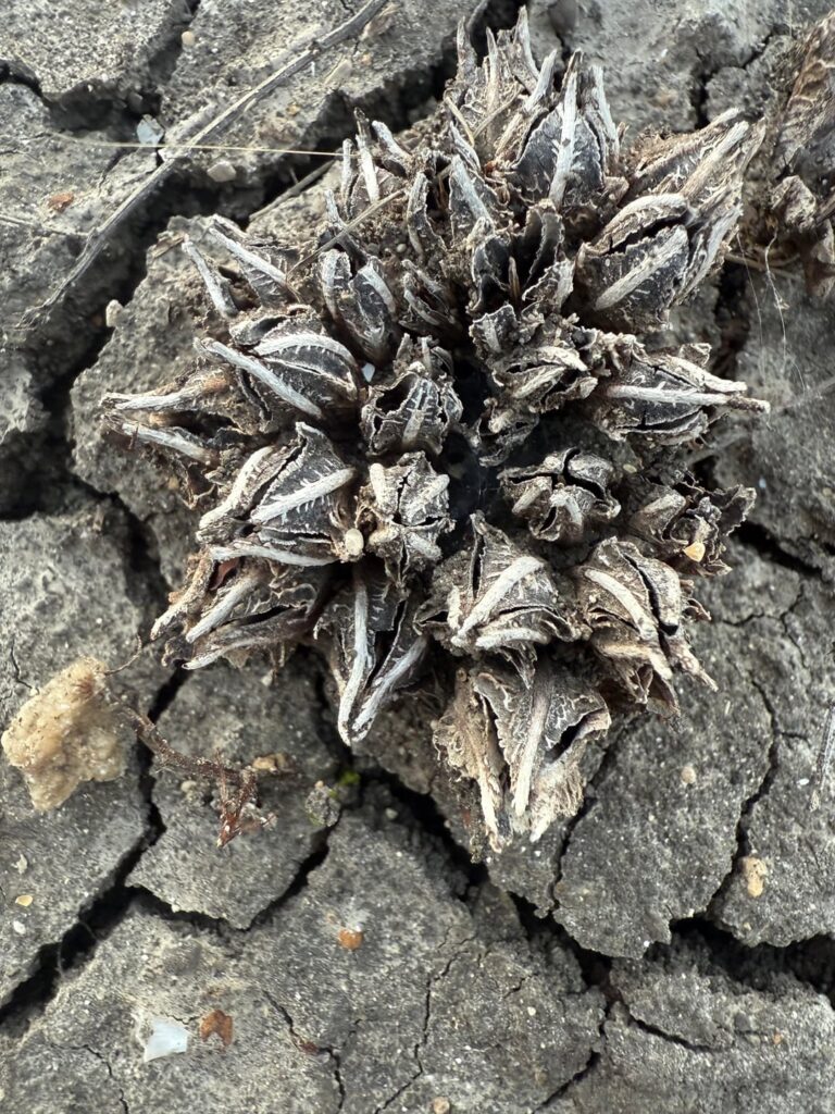 Identification?