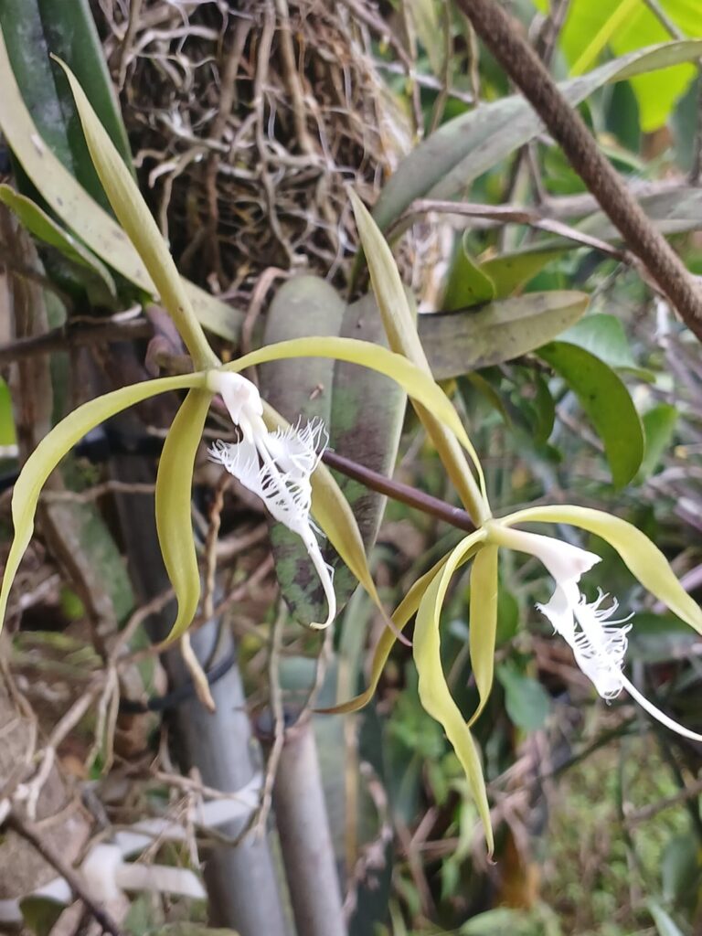 No idea but they're pretty