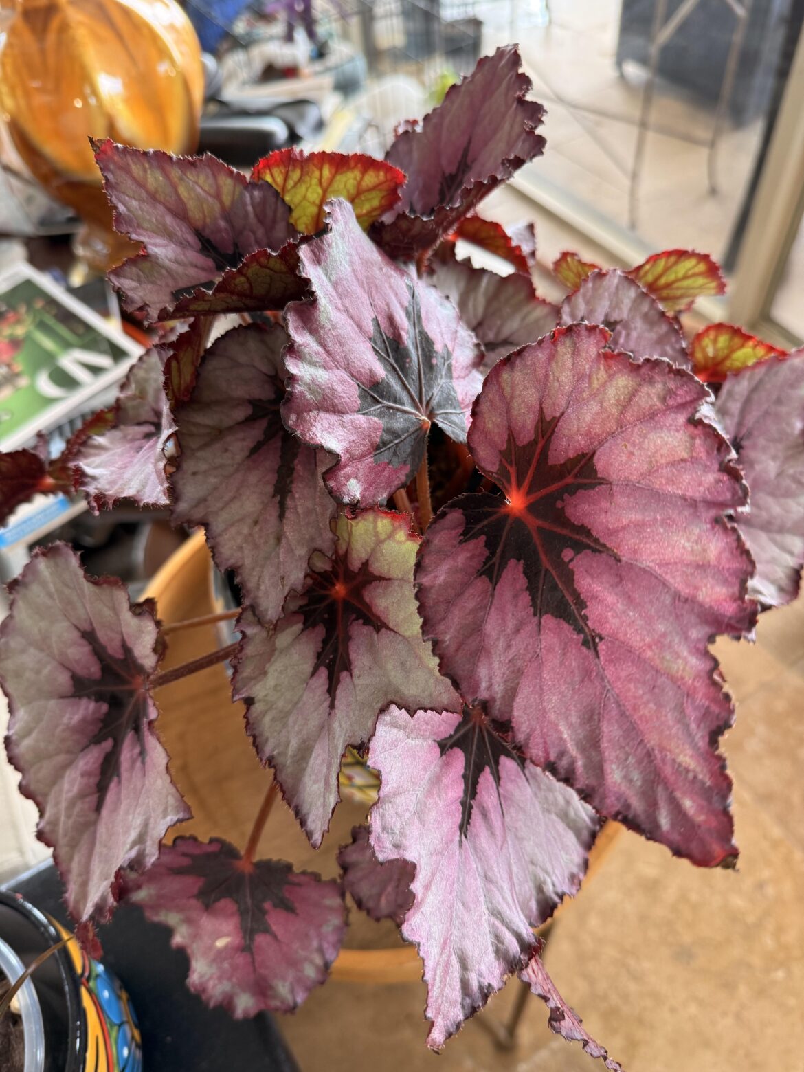 Thirsty Begonia Thirsty Begonia