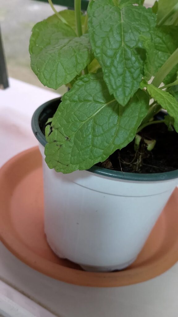 New to gardening. Just bought mint New to gardening. Just bought mint