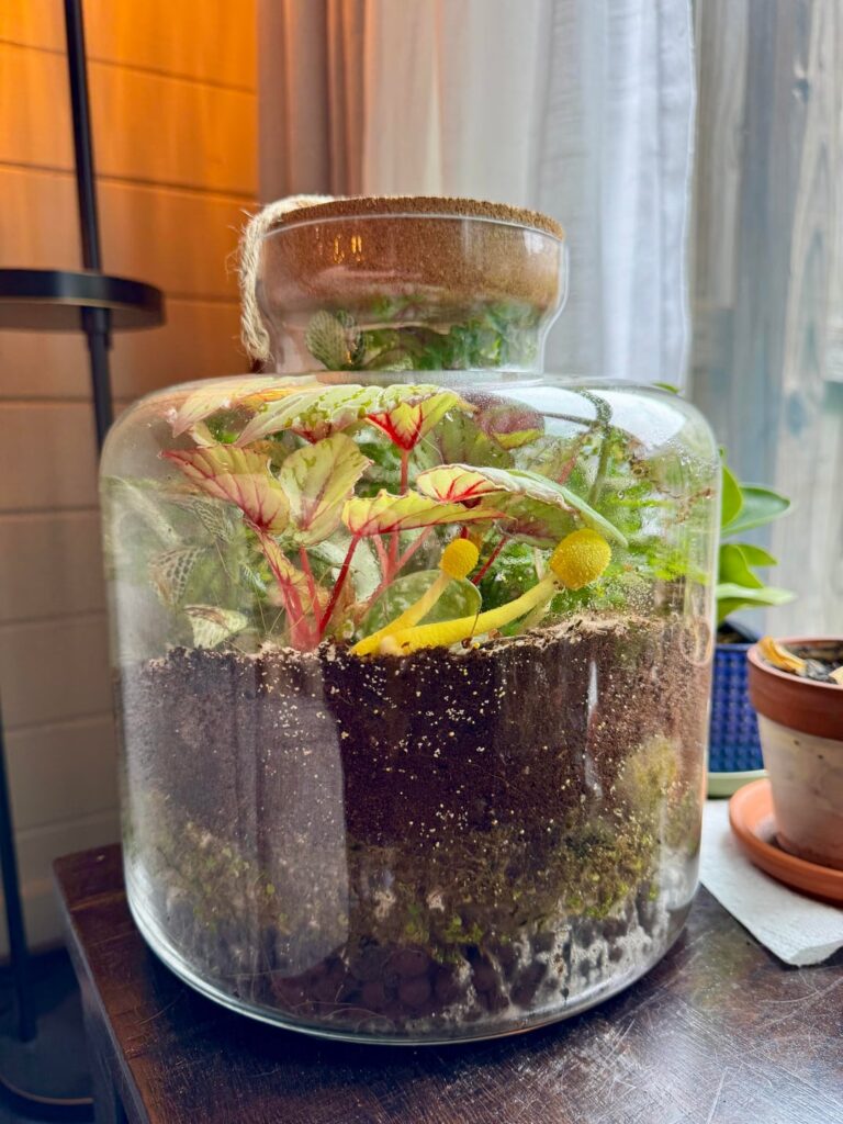 Terrarium mushrooms Terrarium mushrooms