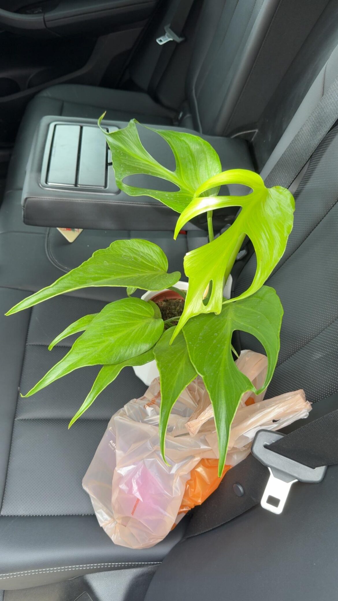 Home Depot score this morning! $30! 🔥🔥