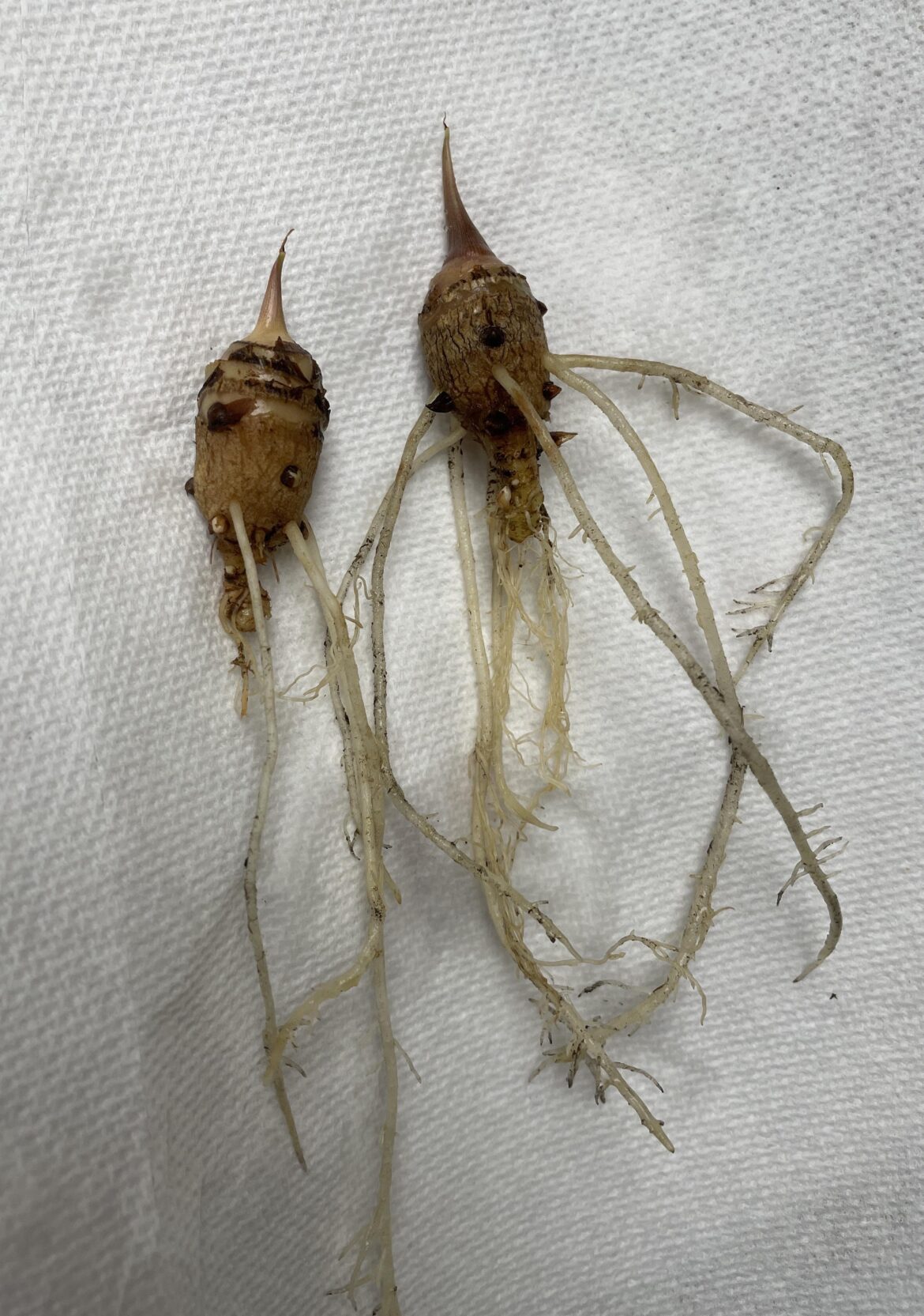 Restarting large corms