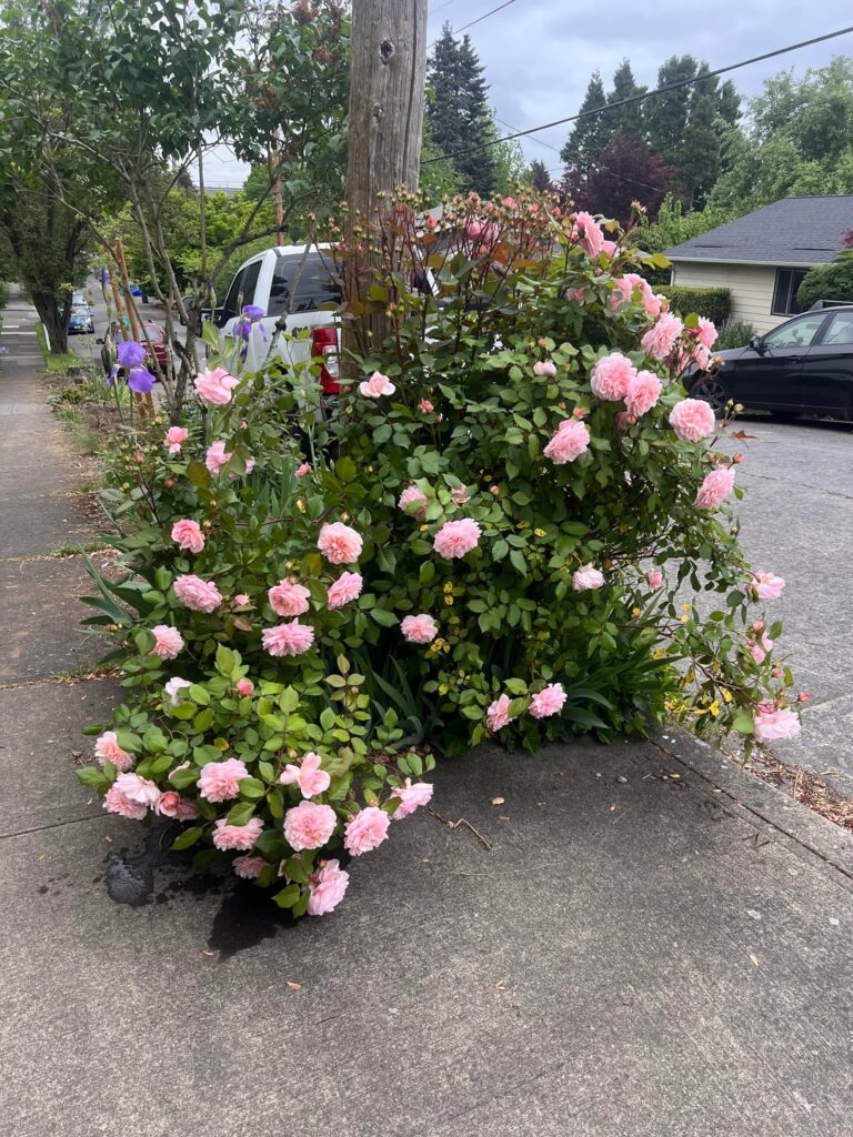 Rose obsessed - but which rose is it??