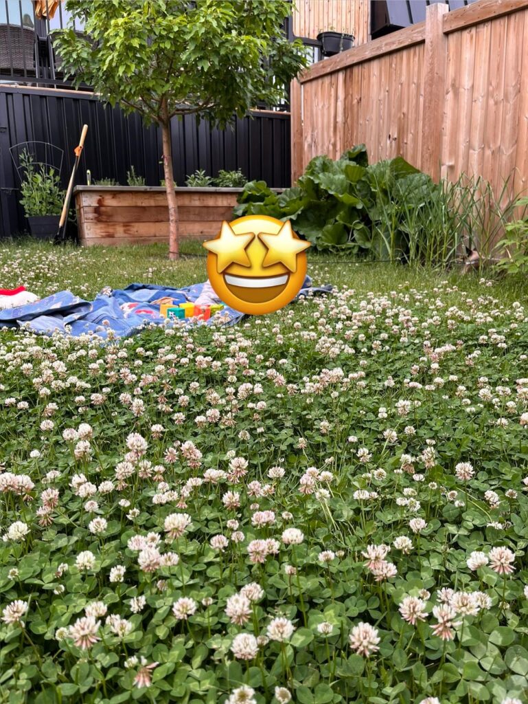 How to speedrun grass removal: clover + voles How to speedrun grass removal: clover + voles