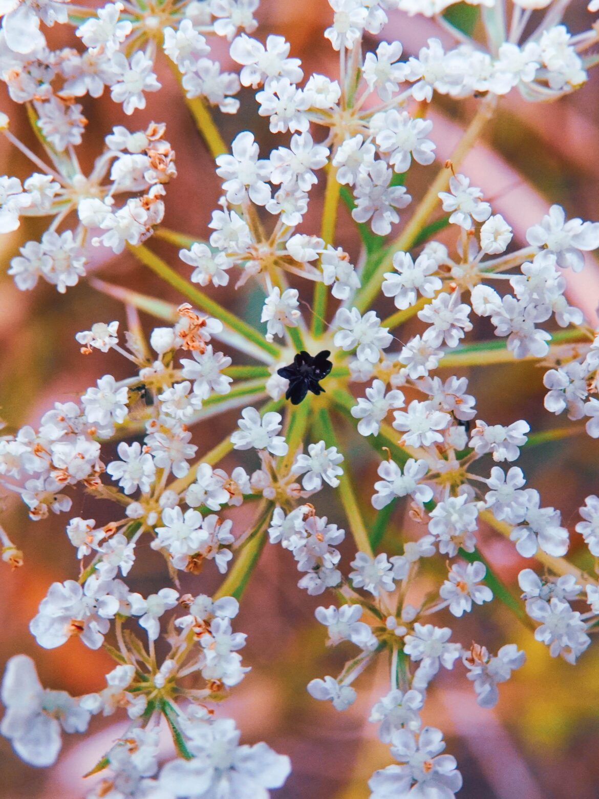 Have you ever noticed the middle of this flower?