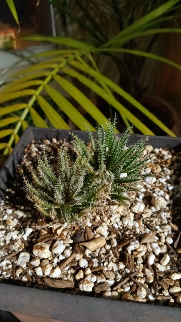 Is this Haworthia arachnoidea?