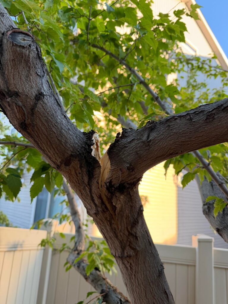 Broken tree from snow, repairable? Broken tree from snow, repairable?