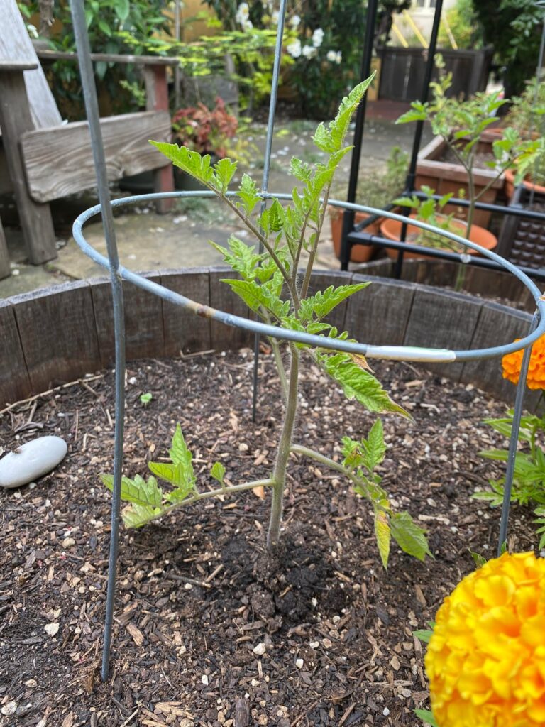 Advice: Slow growing tomatoes — keep or start over? Advice: Slow growing tomatoes — keep or start over?