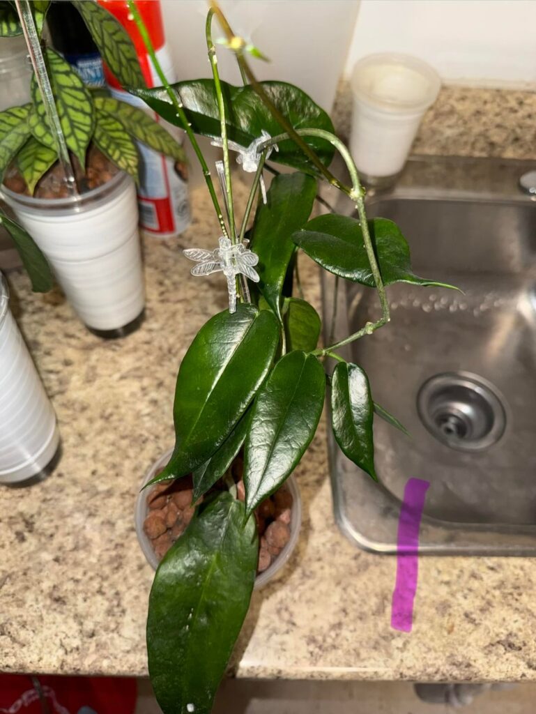 8 Hoya ID’s Sought 🙏