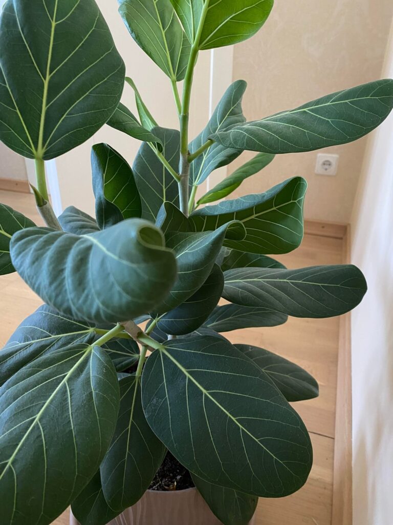 Bengal ficus (Audrey) leaves curling? Bengal ficus (Audrey) leaves curling?