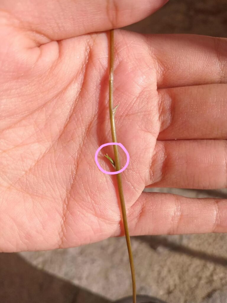 a baby??
