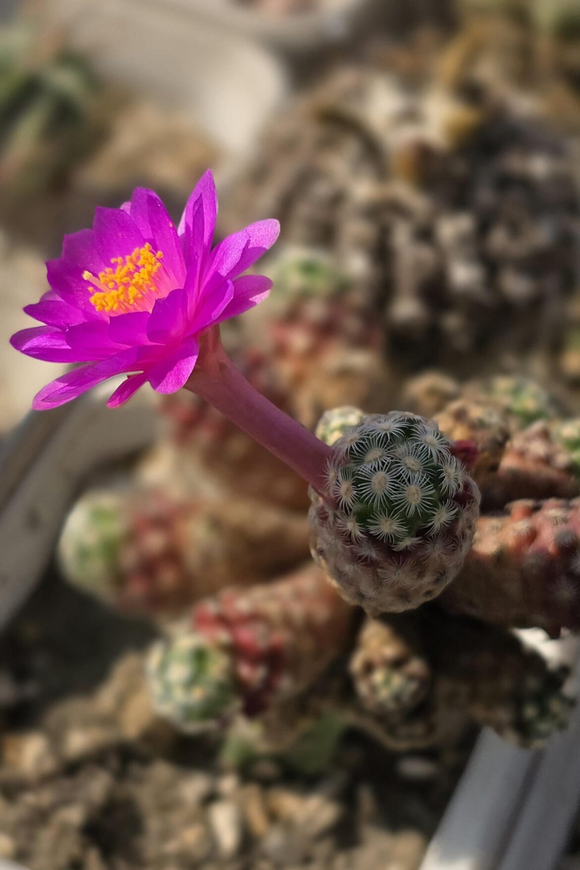 Mammillaria saboae