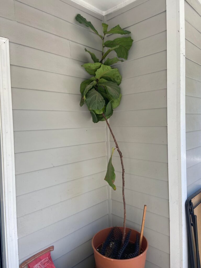 Chop and prop HELP! Chop and prop HELP!