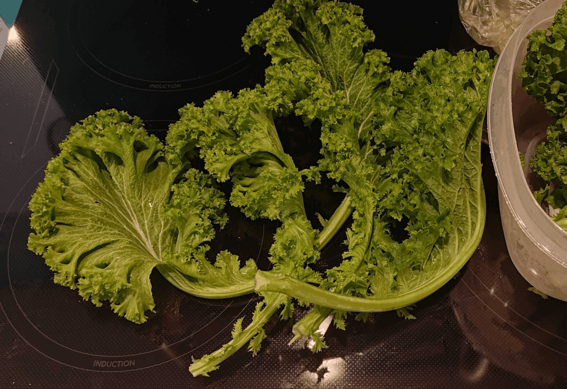 What did my partner buy at the farmers market today? He thought it was kale