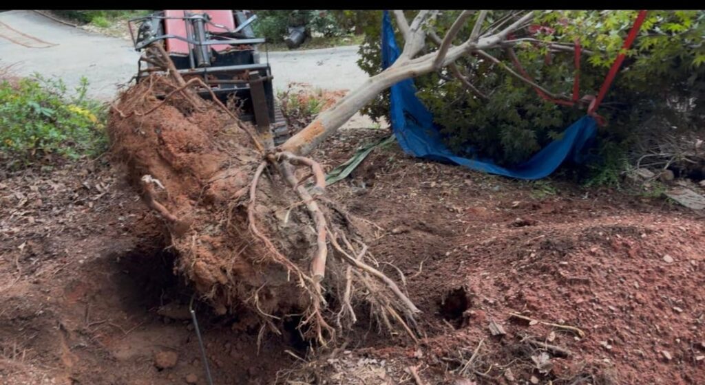Dug out and Transplanted the large Japanese maple I’ve named her Sansa Dug out and Transplanted the large Japanese maple I’ve named her Sansa