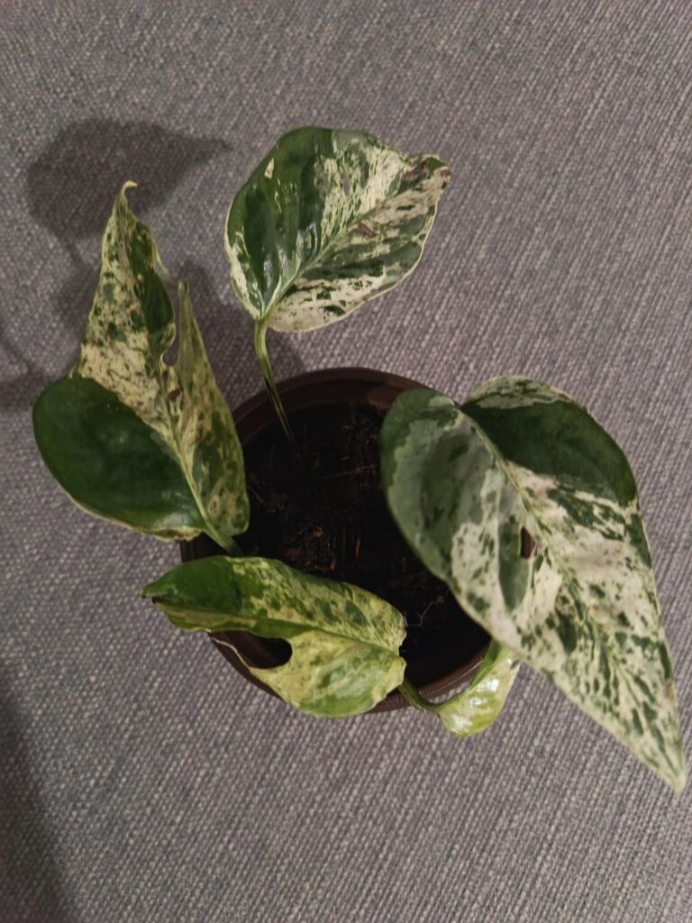 Is It really a pothos?
