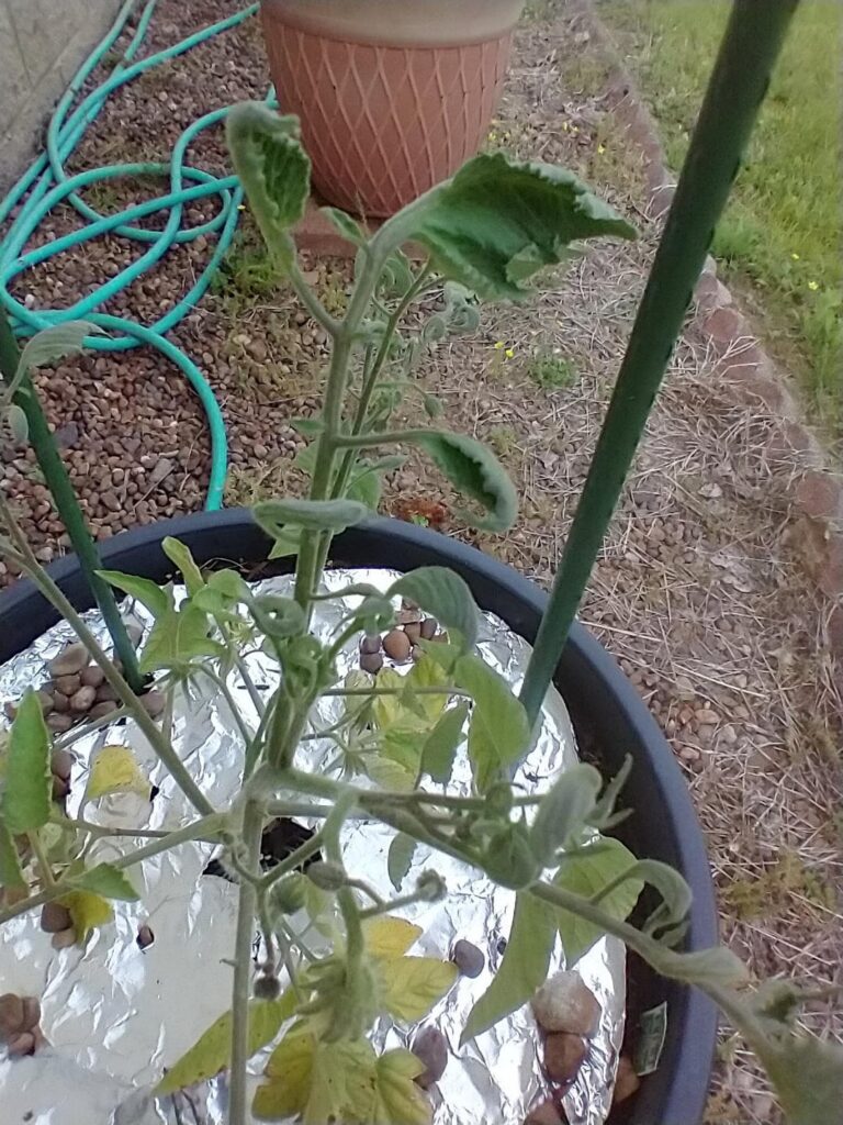 Tomato leaves curling