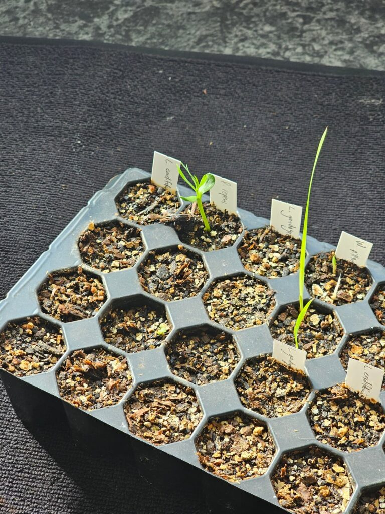 Growing Protea from seed Growing Protea from seed