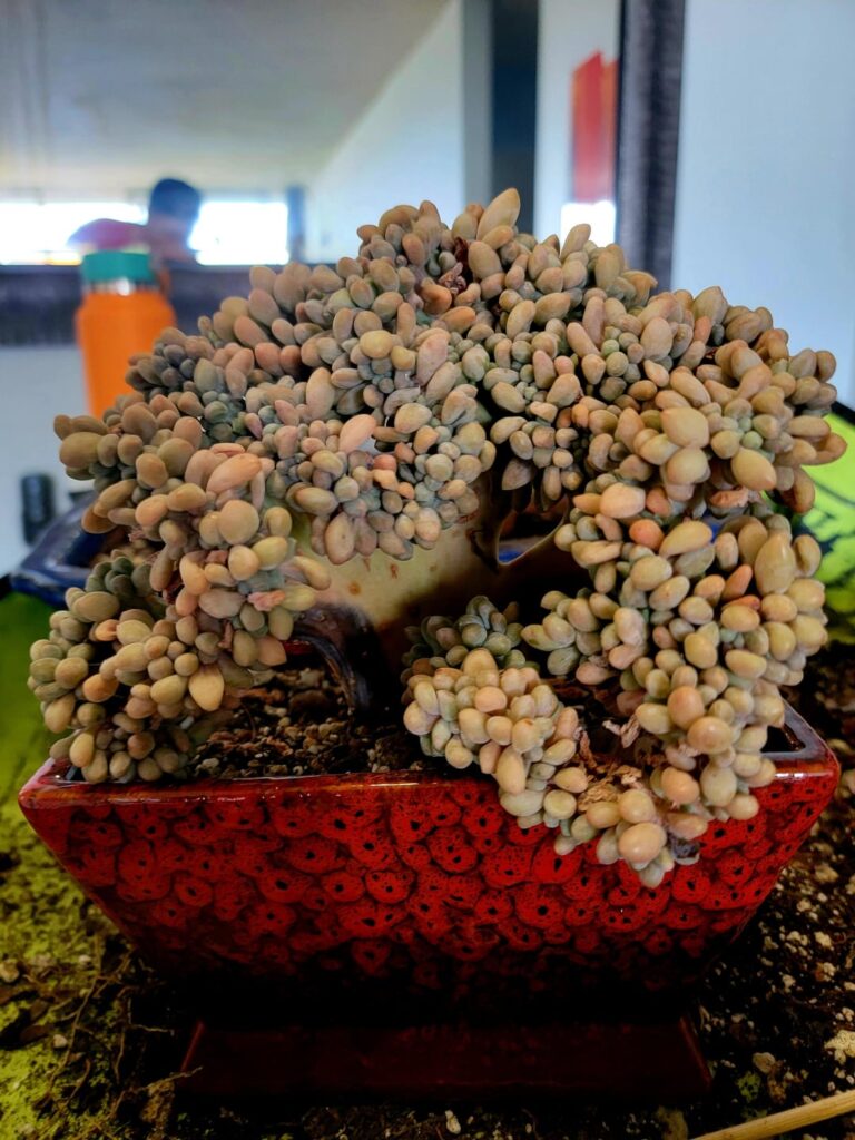 Echeveria Sweet Dumpling Crested