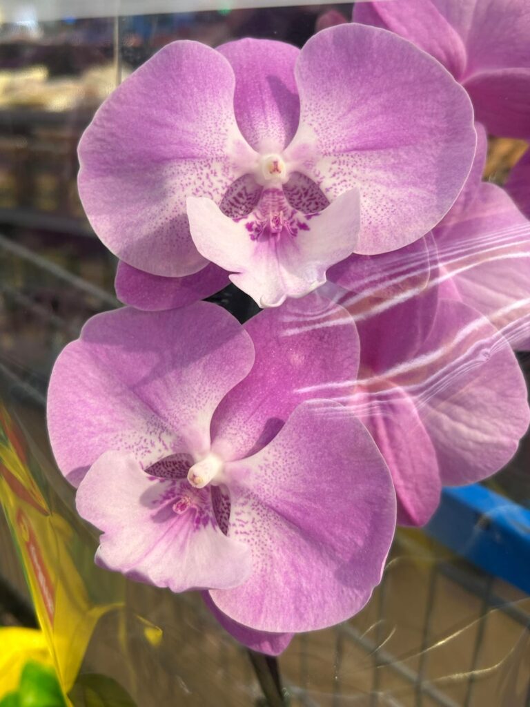 WOW, at Walmart right now