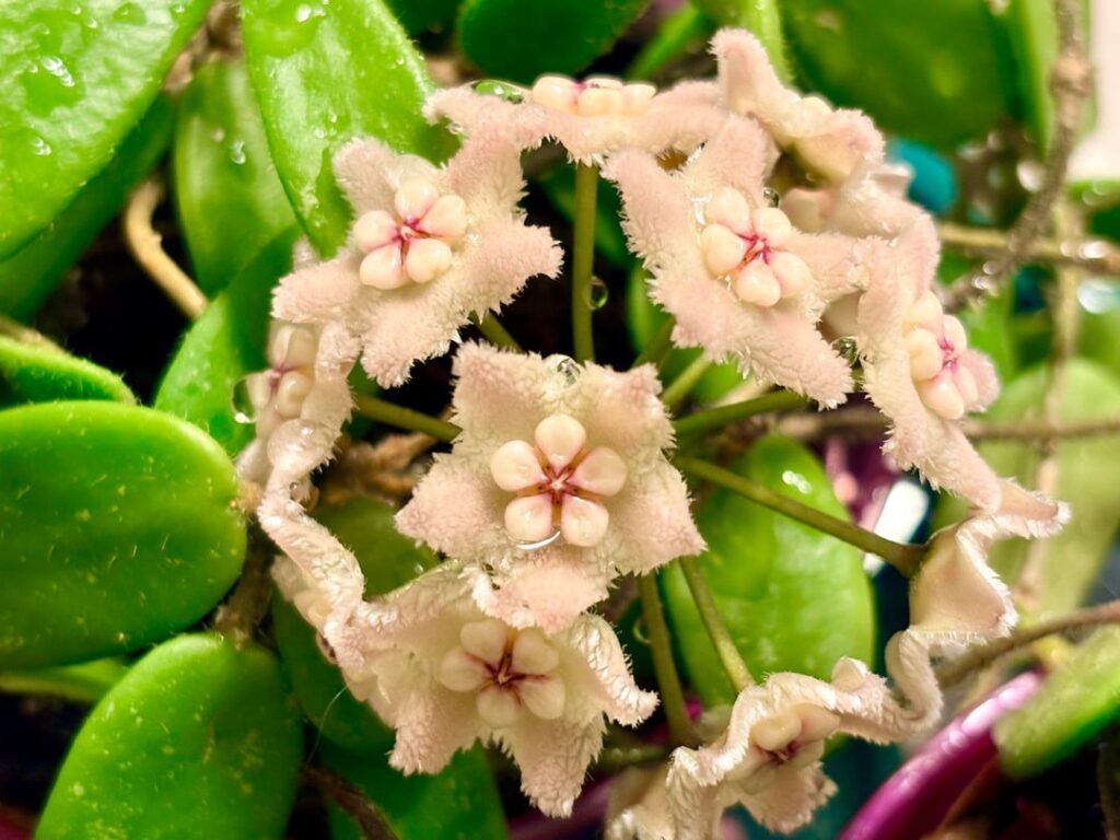 Hoya spectatissima splash blooming